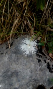 IMG 20160801 124257